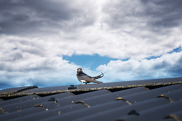 Image showing Swallow on a roof top with a straw