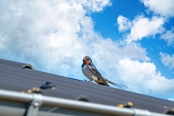 Image showing Adult swallow bird on a roof in the summer