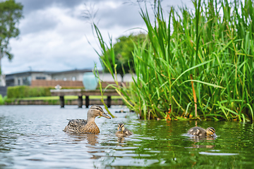 Image showing Duck with ducklings in a lake