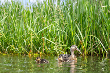 Image showing Duck with two cute ducklings