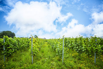 Image showing Grapewine plantation in a wineyard