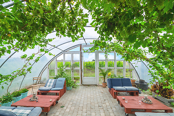 Image showing Greenhouse with wine hanging from the ceiling