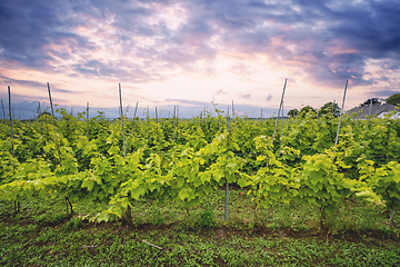 Image showing Wineyard in a beautoful sunset