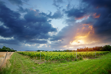 Image showing Rural wineyard in the sunset