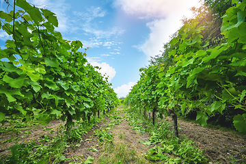 Image showing Vineyard in the summer with fresh green fruits