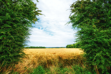 Image showing Golden field surrounded by green trees