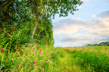 Image showing Colorful wildflowers on an idyllic meadow