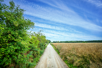 Image showing Countryside trail with green bush and fields