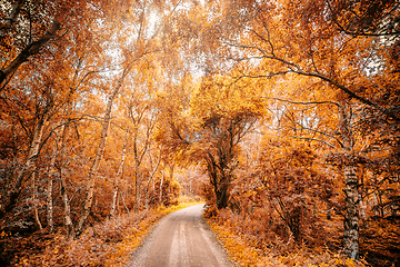 Image showing Forest trail in a forest in the fall