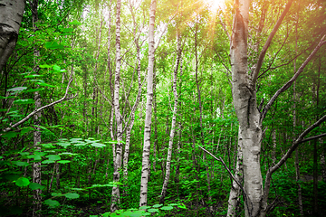 Image showing Birch trees with white barch
