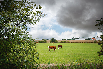 Image showing Hereford cattle on a rural field near a farm