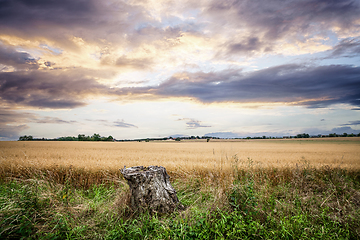 Image showing Tree stump in a rural landscape