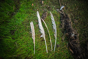 Image showing Four white bird feathers on a row