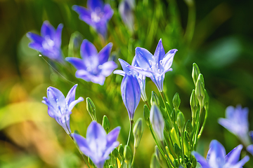 Image showing Bluebell flowers in the sunlight