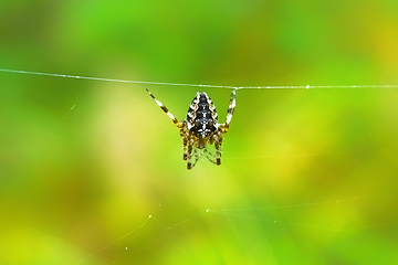 Image showing European garden spider hanging on a web wire