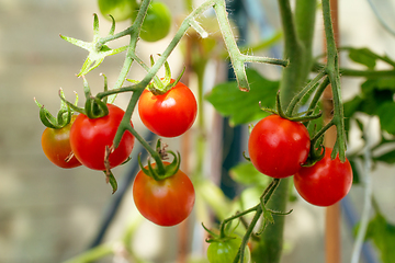 Image showing Red tomatoes in a green house with sunlight