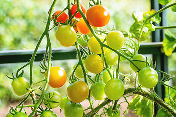 Image showing Fresh green and red tomatoes in a greenhouse