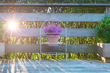 Image showing Violet heather in a clay pot on a wooden terrace