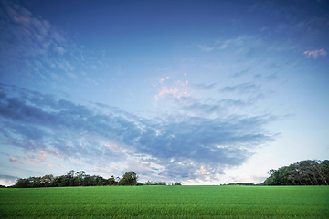 Image showing Rural landscape at dawn with green crops