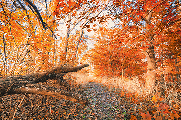 Image showing Golden leaves in the forest on a bright autumn day