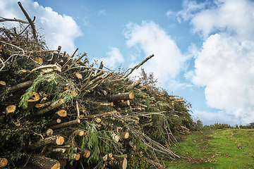 Image showing Wooden stack of pine trees on a green field