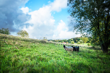 Image showing Sheep grazing on a rural hillside in the spring