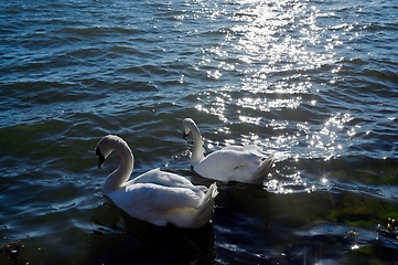 Image showing a pair of white swans on the water 