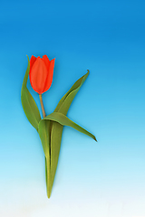 Image showing Red Tulip Flower Minimal Spring Composition