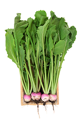 Image showing Healthy Fresh Organic Turnip Vegetables