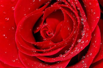 Image showing red rose with water droplets