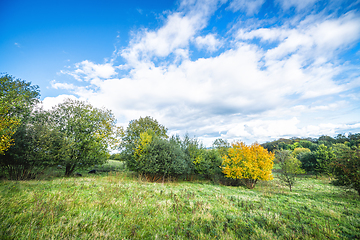 Image showing Green landscape with a yellow tree