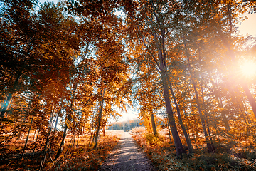 Image showing Nature trail in autumn going through a forest