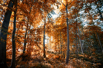 Image showing Golden autumn leaves in the forest