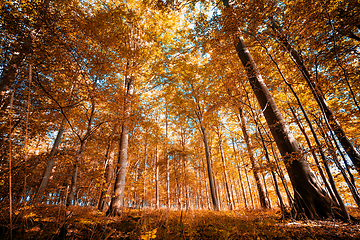 Image showing Beautiful autumn season in the forest