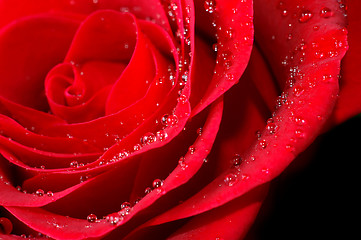 Image showing red rose with water droplets