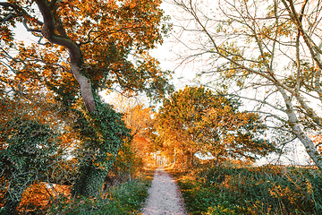 Image showing Hiking trail in the fall surounded by colorful trees