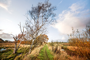 Image showing Nature trail in a wetland area