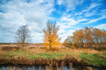 Image showing Tree with yellow leaves in the fall