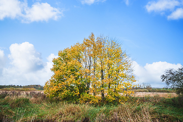 Image showing Colorful autumn scenery with trees