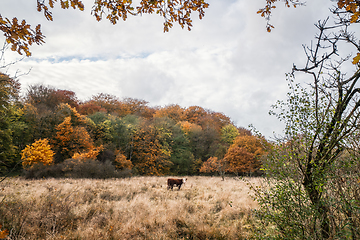 Image showing Lonely Hereford cow on a meadow