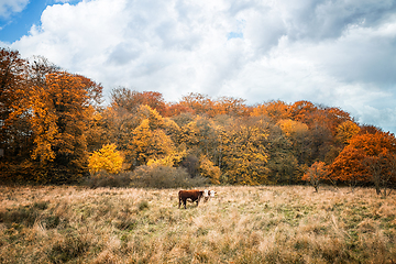 Image showing Two Hereford cows on a meadow in the fall