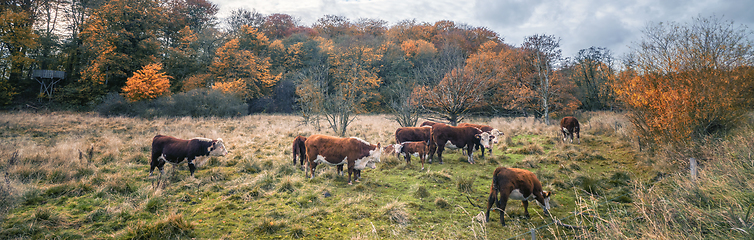 Image showing Hereford cattle in a panorama scenery