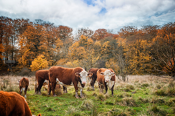Image showing Hereford cattle cows in the fall