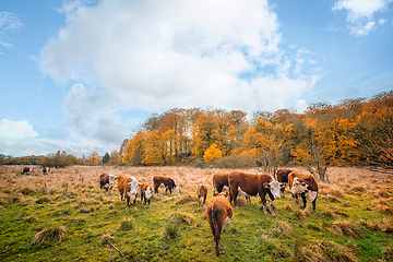 Image showing Hereford cattle on a meadow in autumn