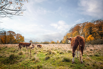 Image showing Hereford cattle on a meadow in the fall