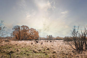 Image showing Hereford cattle walking in high golden grass