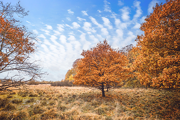 Image showing Trees in orange autumn colors in a swamp