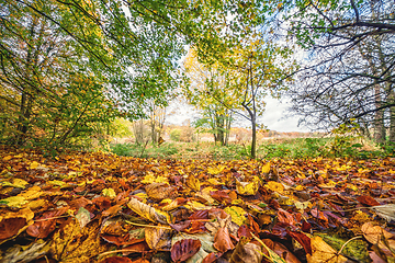 Image showing Colorful autumn leaves on the ground