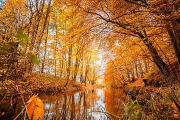 Image showing Colorful autumn season colors in the forest