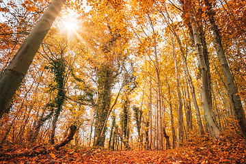 Image showing Colorful autumn colors in the forest